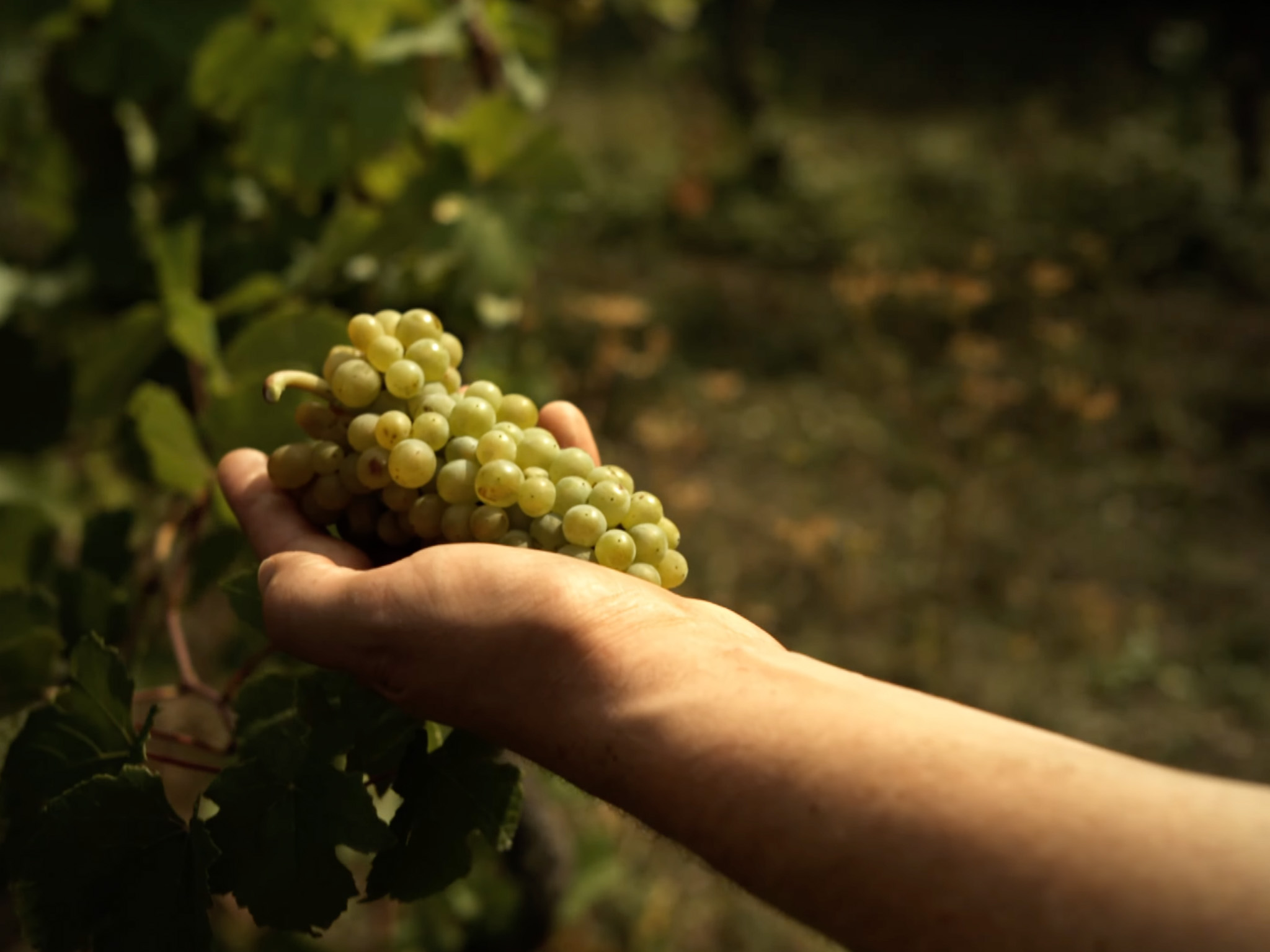 Thumbnail vom ProjektMusser Imagevideo